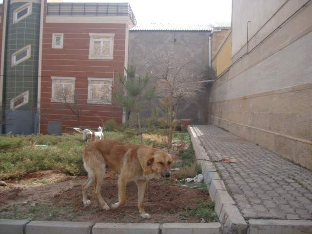 سگ ولگرد در رشدیه